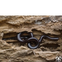 گونه مار کرمی‌شکل برهمایی Brahminy blindsnake